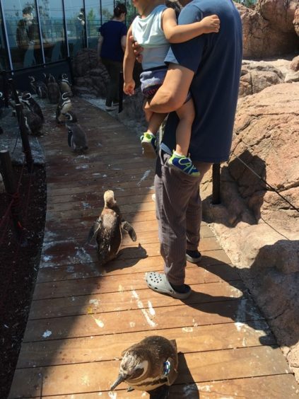 うみがたりのペンギンゾーンでペンギンはボーダーレス