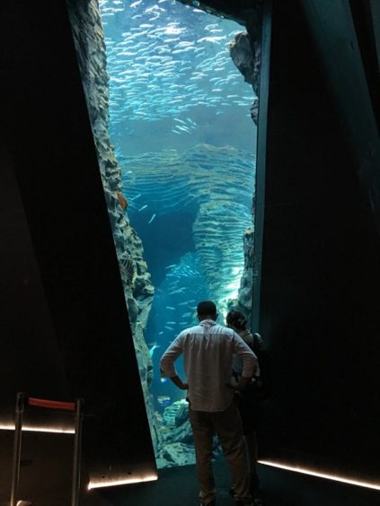 上越市立水族博物館うみがたり、床から天井までのガラス