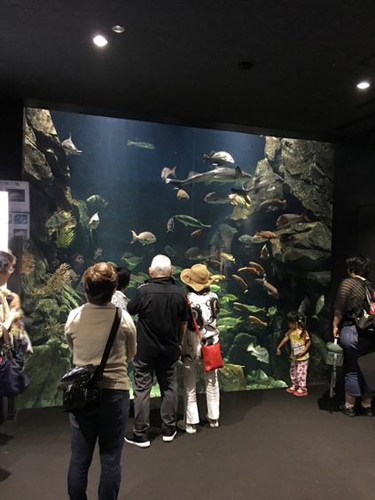 加茂水族館・水槽前