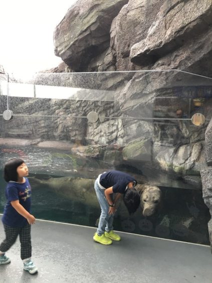 加茂水族館、ゾウアザラシ