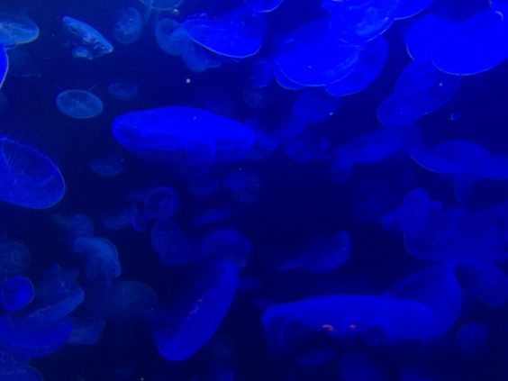 加茂水族館のクラゲ大水槽、アップ