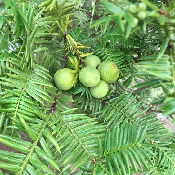 カヤの実は、中身を炒ると食べられる