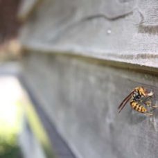 家に巣をつくるアシナガバチ