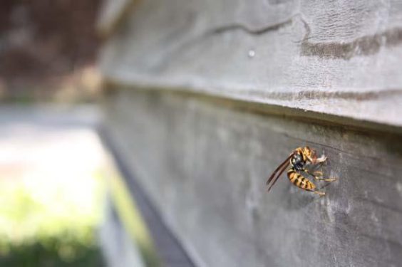 家に巣をつくるアシナガバチ