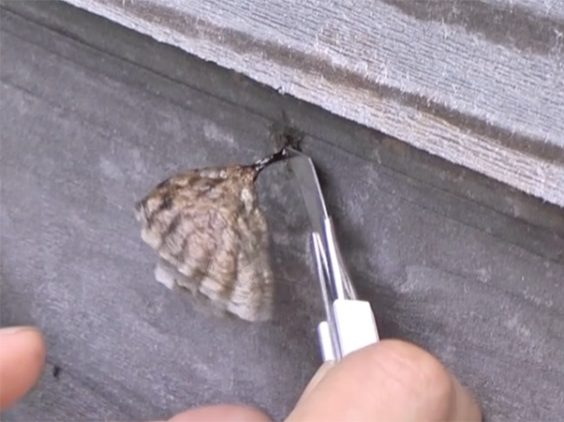 住宅地のアシナガバチの巣を切り離す