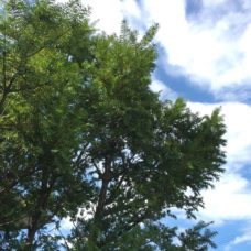 常緑針葉樹のカヤノキは建物の角に植えると良い