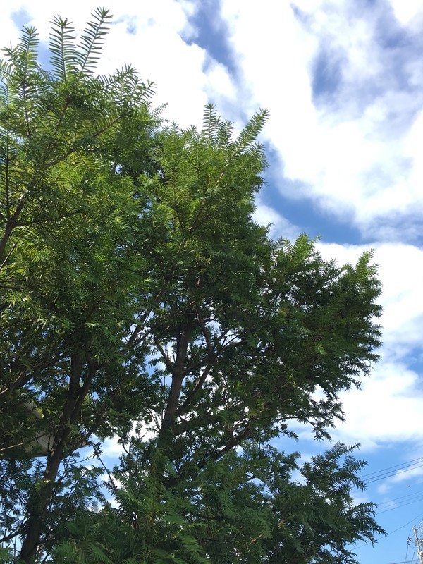 常緑針葉樹のカヤノキは建物の角に植えると良い