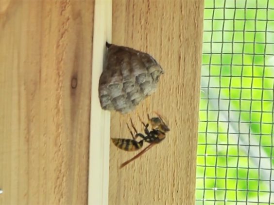 移植したアシナガバチの巣に女王蜂がイモムシを運ぶ