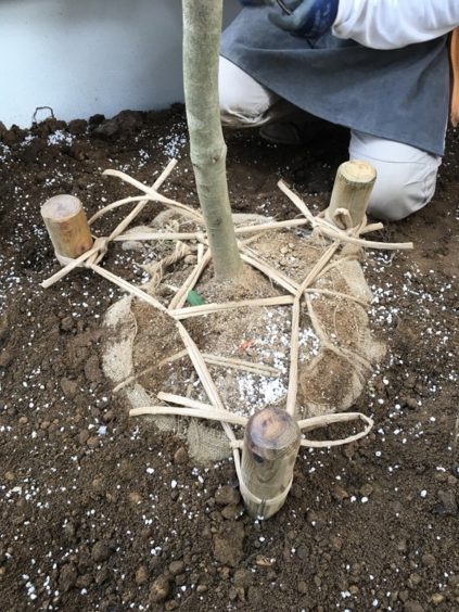 植樹時の地中杭