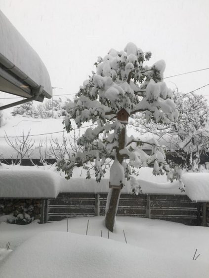 20210109まちなか山荘　庭積雪