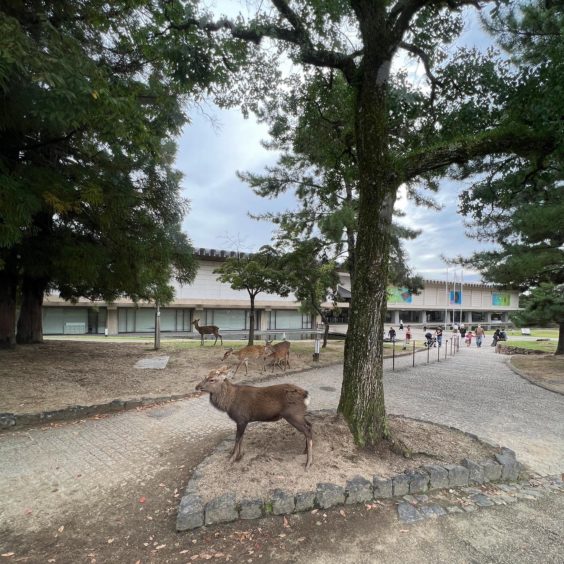 奈良国立博物館