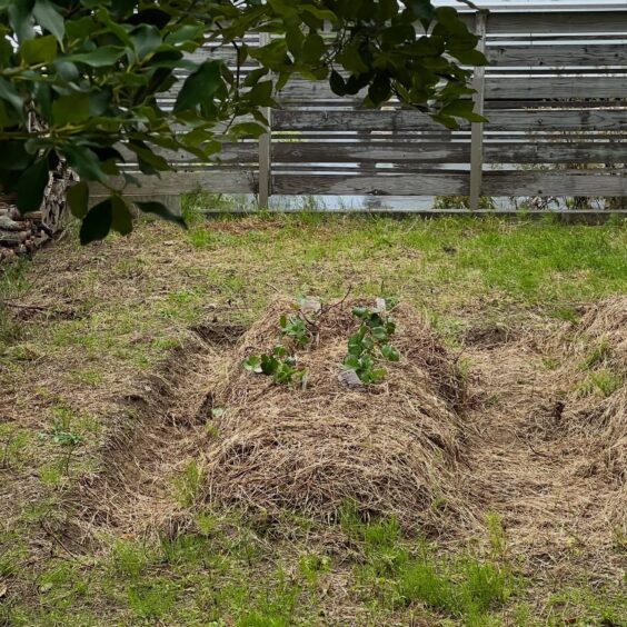 草マルチのイチゴ