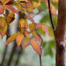 ヒメシャラ色づき始め
