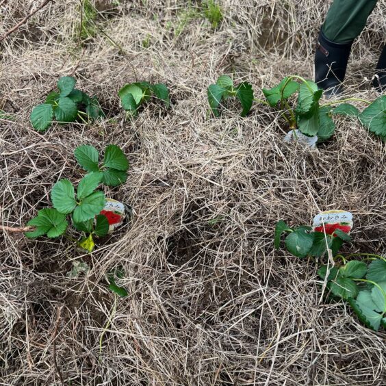 イチゴ苗植え